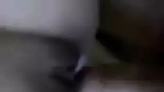 غريب أسد امريكي حمالة صدر